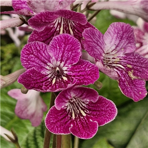 Streptocarpus 'Alna'